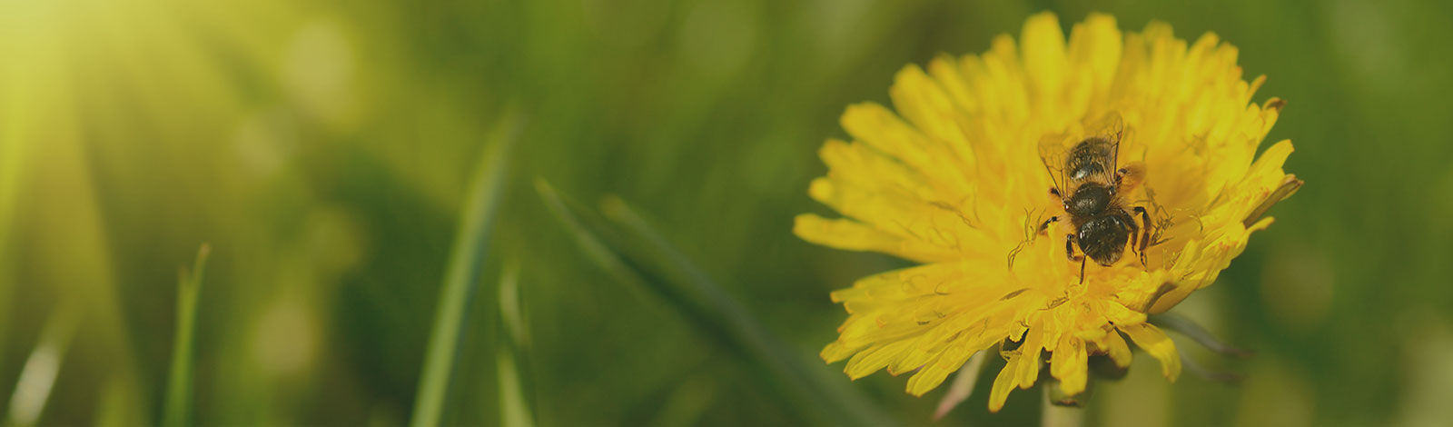 Honey bee on a dandelion